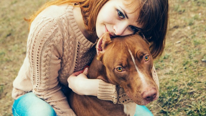 pitbull-bani-une pitbull-bani-une
