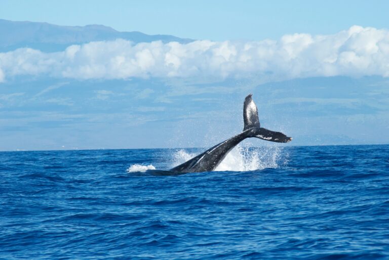 5 bonnes raisons d&rsquo;aller voir les baleines