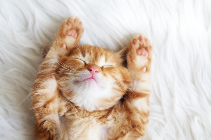 cat-lover-une cat-lover-une