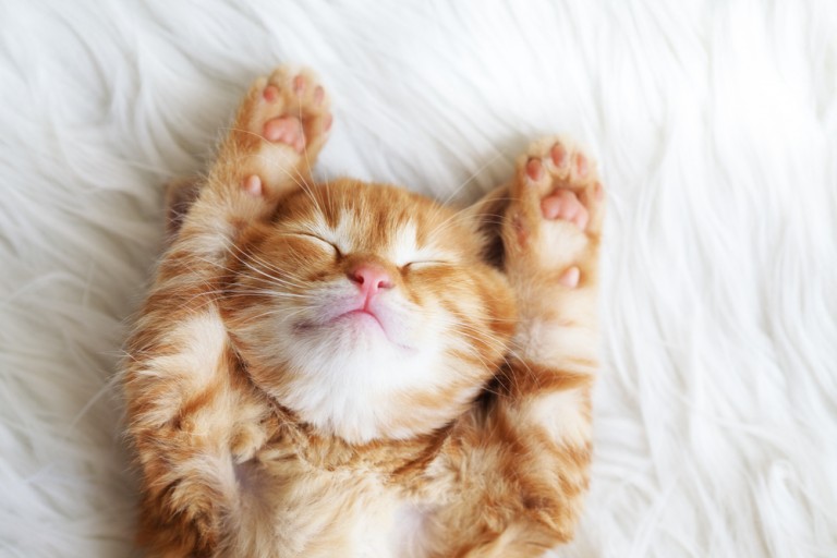 cat-lover-une