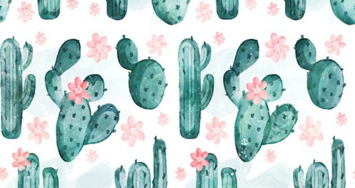 cactus cover cactus cover