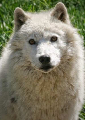 Om&eacute;ga
