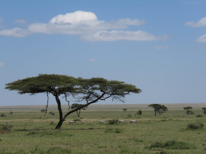 Plaines du Serengeti safari