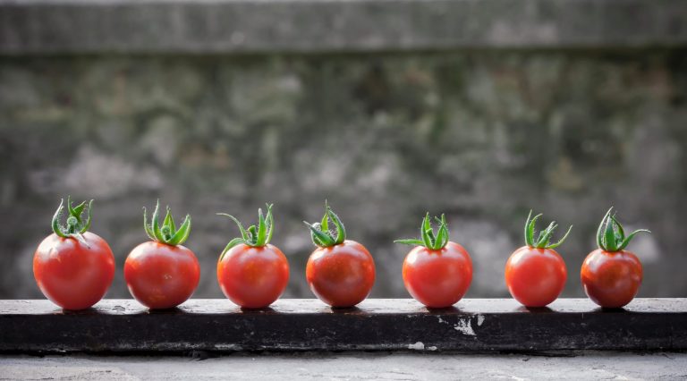 tomates cover