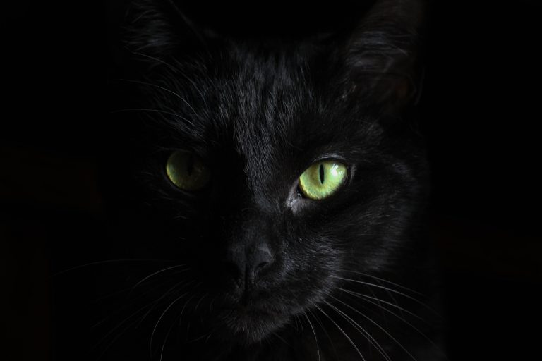 J&rsquo;ai adopté un chat à la SPCA et…
