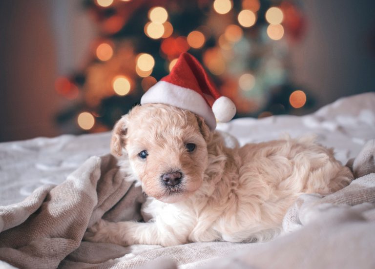 8 suggestions cadeaux pour vos amis poilus