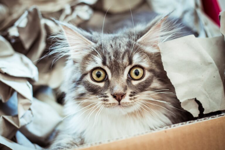 Les conseils de L&rsquo;Éduchateur pour un déménagement réussi avec son chat
