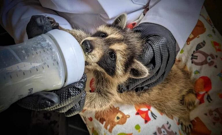 J&rsquo;ai parrainé un raton laveur et voici comment ça s&rsquo;est passé…